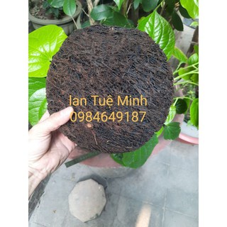 { GIÁ TẬN GỐC }  CHẬU DỚN TRỒNG LAN (DỚN ĐĨA).