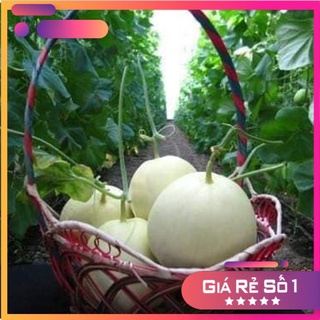Hạt giống dưa lê trắng siêu ngọt - NK nguyên bao bì - HGNK