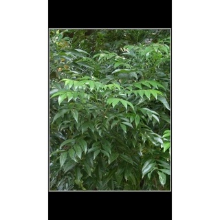 Cây mắc mật ăn lá