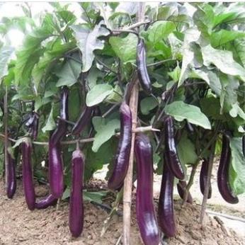 30 hạt giống cà tím dái đê cảo sản
