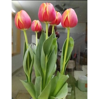 Củ giống hoa tulip hà lan