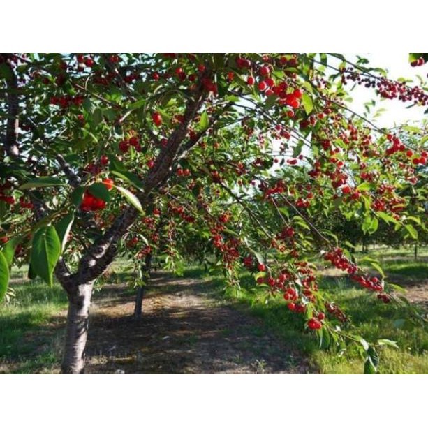 Cherry mỹ nhiệt đới 1 năm cho trái  - Nhà Vườn Khánh Võ