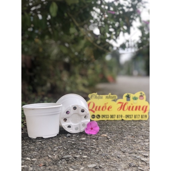 Chậu nhựa trắng  trồng xương rồng- sen đá - cây mini
