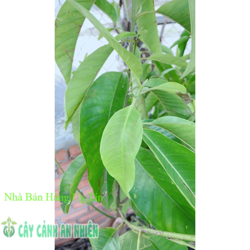 Ngọc Lan Cây Lớn Giống Cho Hoa Thơm