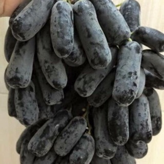 Cây giống nho móng tay chỉ 120k