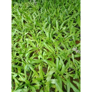cây rau mùi tàu (ngò gai)