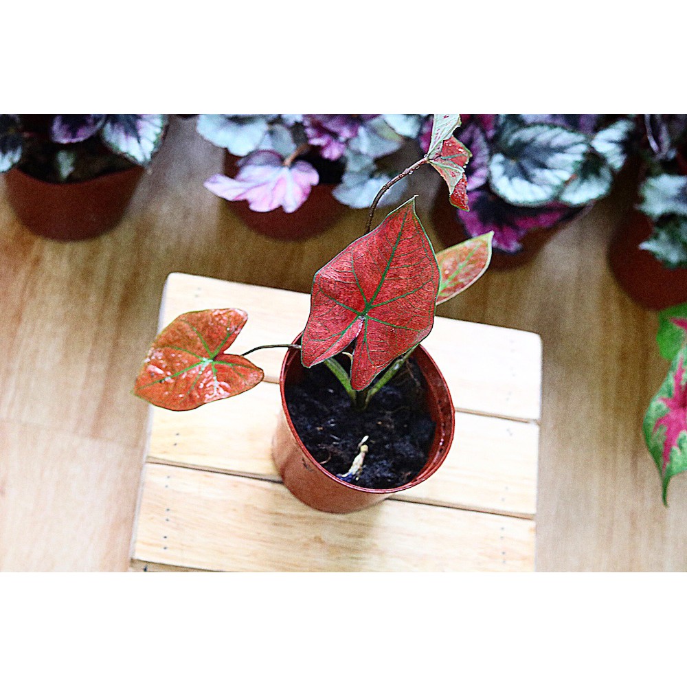 Chậu cây Caladium Danasty - Môn Đỏ Gân Xanh