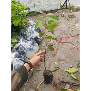 hồng giòn cây giống từ 50-70cm to khoẻ