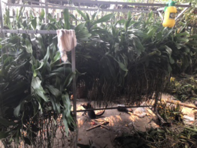 Phong lan vanda đủ màu