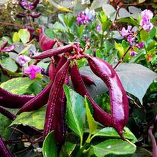 10 HẠT GIỐNG ĐẬU VÁN TÍM