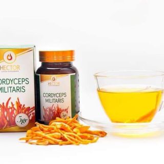 Nấm sấy đông trùng hạ thảo Hector