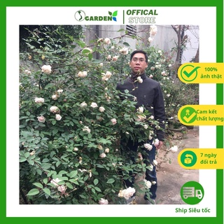 Hoa hồng đào, cây hoa hồng cổ, giống hoa hồng dễ trồng, sai hoa, thơm cao khoảng 35-40cm