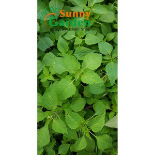 Cây Kinh Giới - Chậu Rau