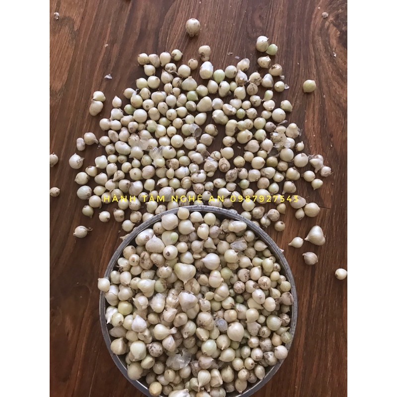 2kg Củ nén, Hành tăm Nghệ An nhà trồng
