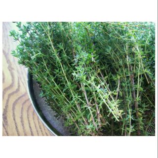 Thyme - xạ hương organic tươi giá rẻ