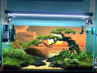 Tranh 3D hồ cá