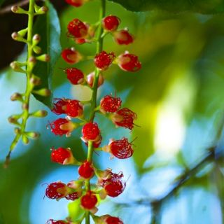 Cây 🌲 Lộc Vừng đỏ  cao 1m6 ( đang hoa)