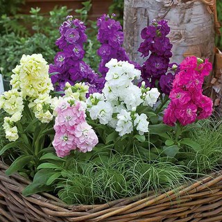 HẠT GIỐNG HOA THUỶ TIÊN BUNGA VIOLET MIX MÀU F1 - 100 hạt