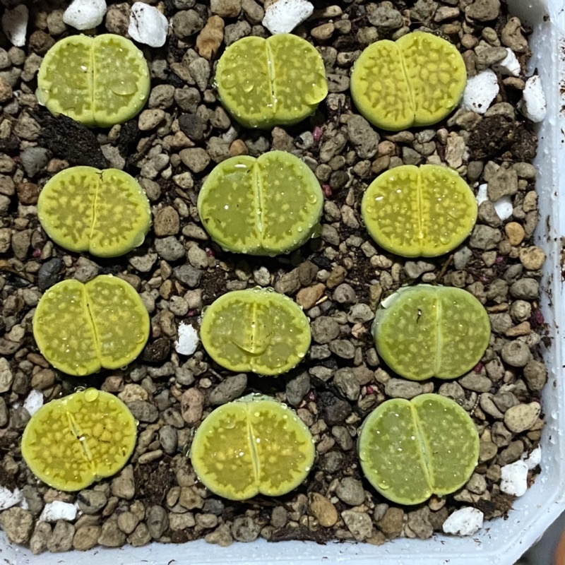 Thạch lan/ lithop/ sen mông C111a