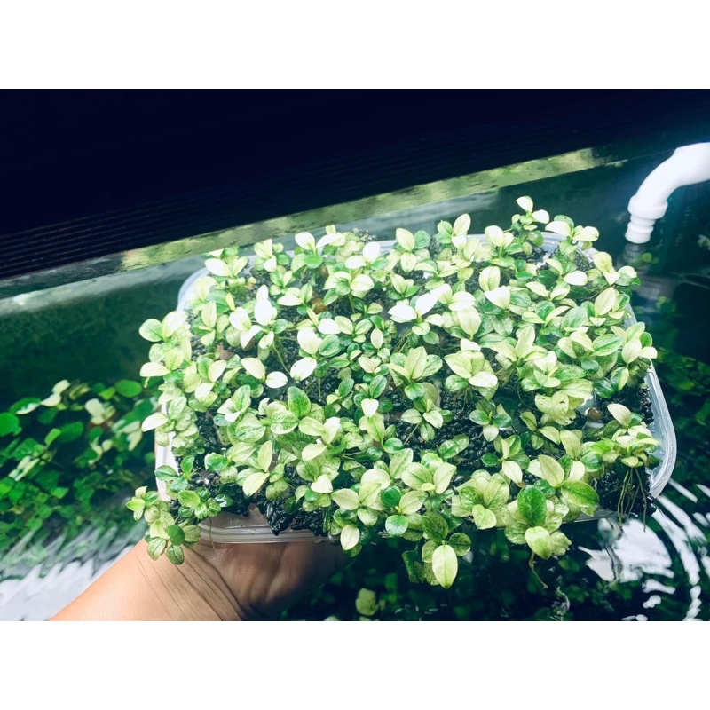 Ráy nana White, Pinto hàng form lá đẹp