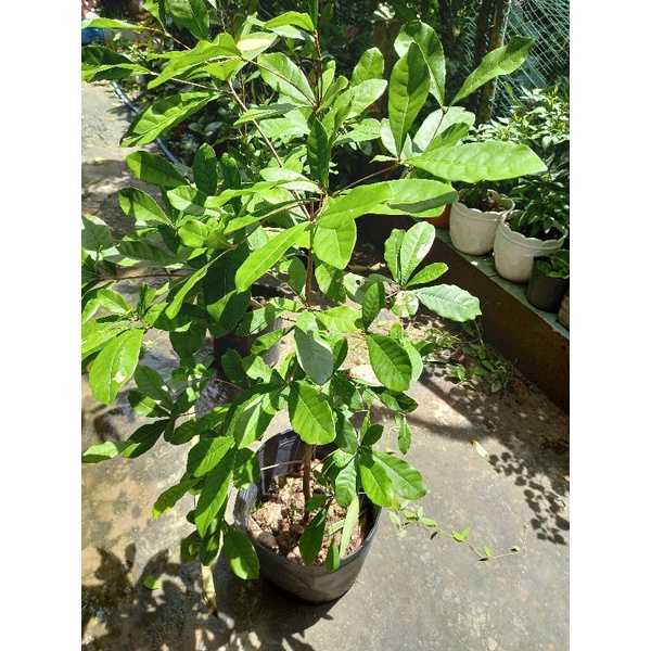 CÂY THẦN KÌ CAO 1M3 ĐẾN 1M5