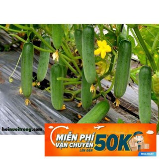 1g Hạt giống Dưa leo (tặng gói kích nẩy mầm và hướng dẫn)