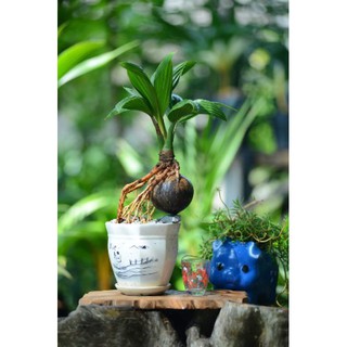 Cây Dừa bonsai  - Cây Giống Nhập Khẩu