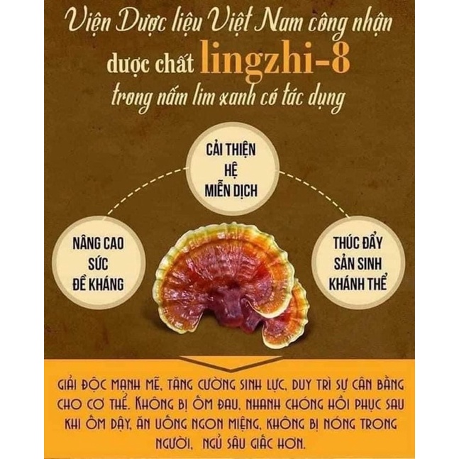 ⚡️SALE⚡️500g Nấm Lim xanh rừng Tây Bắc chuẩn rừng tự nhiên hỗ trợ bênh gout