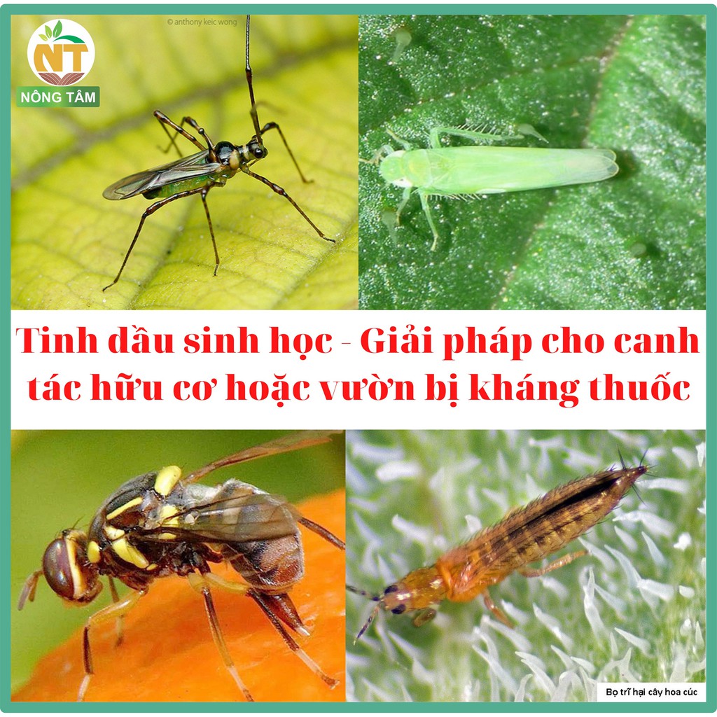 Chế phẩm sinh học đặc trị ruồi vàng, bọ trĩ, bọ xít muỗi, rầy xanh trên rau màu, hoa cảnh, cây ăn quả, chai 250ml