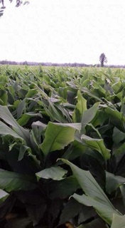 TINH BỘT NGHỆ NGUYÊN CHẤT 1kg