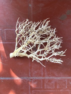 Lũa xương chùm nhánh thủy sinh