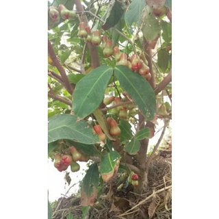 cây roi đỏ (mận An Phước)