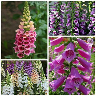 100 Hạt giống hoa Mõm Sói Mix [CHẤT LƯỢNG]