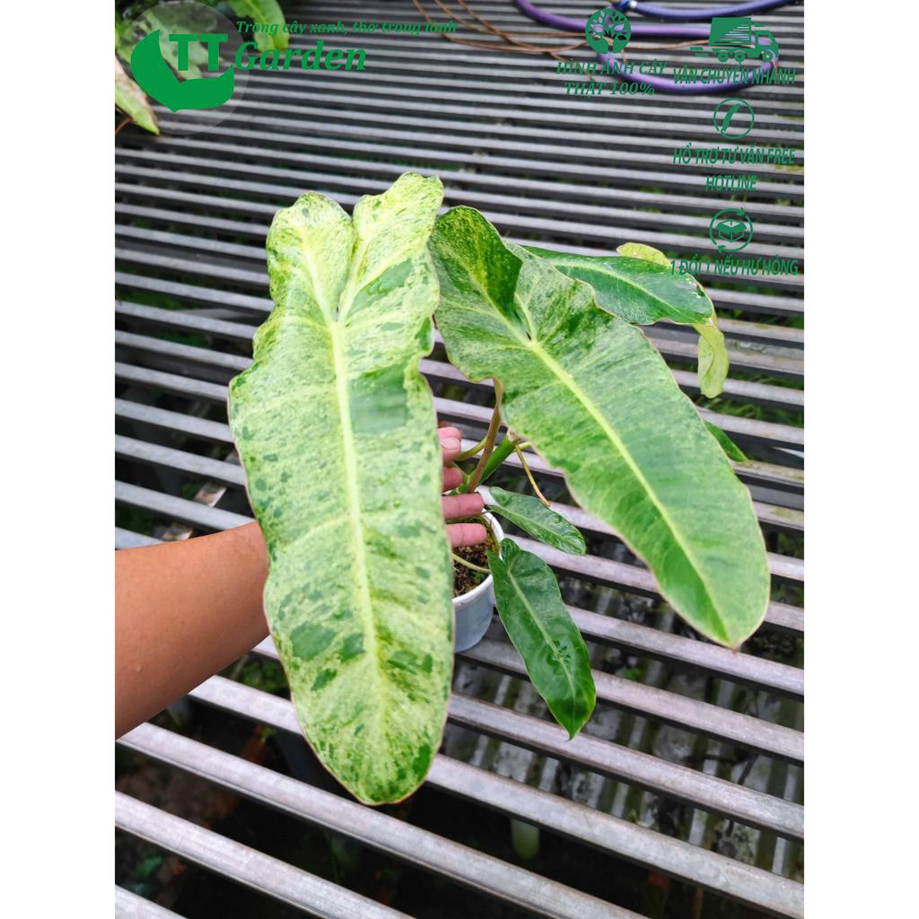Philodendron Paraiso Verde, , trồng trong nhà, trồng ngoài trời, trồng sân vườn, decor trang trí