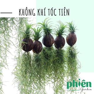 Cây Không Khí Tóc Tiên, Kim Yến Tillandsia Usneoides