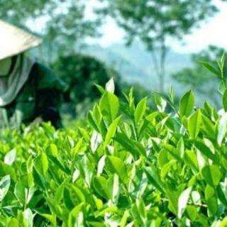 Chè Thái Nguyên 200g 500g