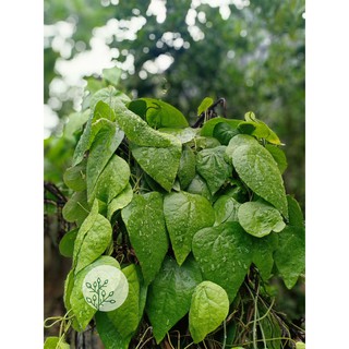 Cây Sâm lông rừng giống( cây già)