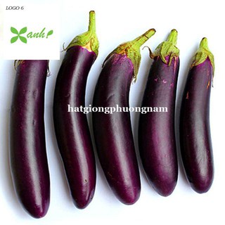 Hạt giống Cà Tím Dài F1 1gram