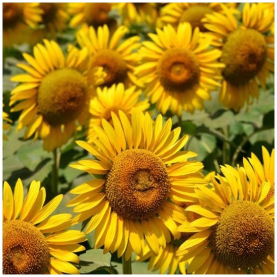 50H  - #Hạt_Giống_Hướng_Dương_Mặt_Cười ( tặng kèm kích mầm và phân bón )