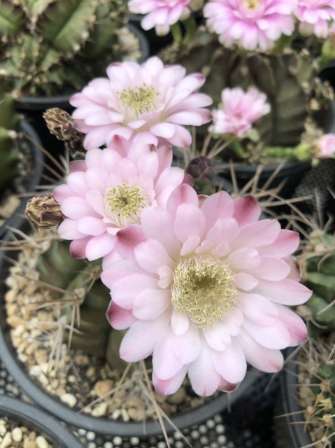 Gymno