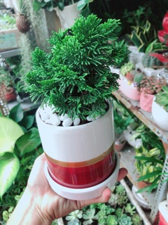 Chậu Cây Tùng Trắc