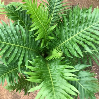 Chậu Dương xỉ khổng tước ( dương xỉ hạnh phúc)