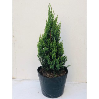 Cây sơn tùng cao 40-50 cm (ảnh thật số 2).