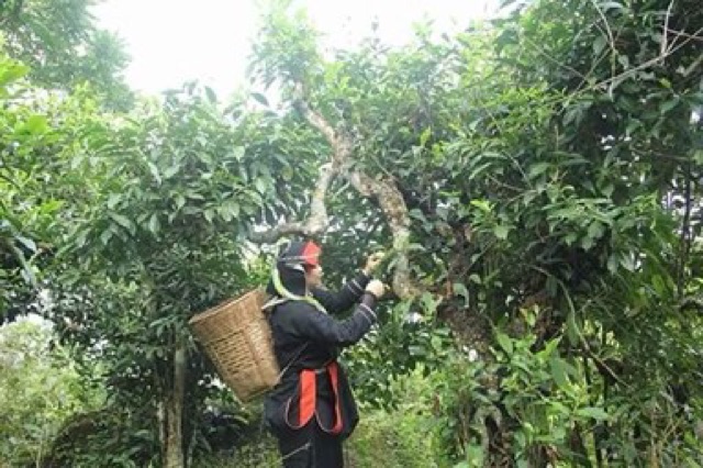 Chè Shan tuyết Hà Giang 500g