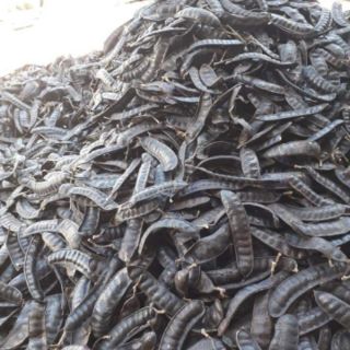 Bồ kết trái - 1 kg