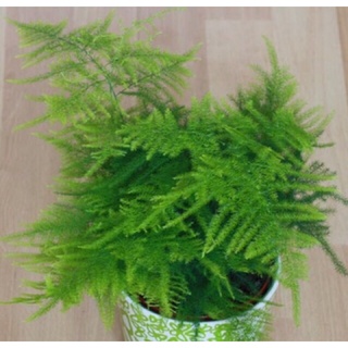 Cây Kim Thuỷ Tùng