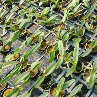 Lan Ngọc điểm Thái cây giống (đai châu - nghinh xuân)
