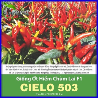 Hạt giống ớt hiểm chùm lai f1