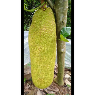 Mít Malaysia trái dài