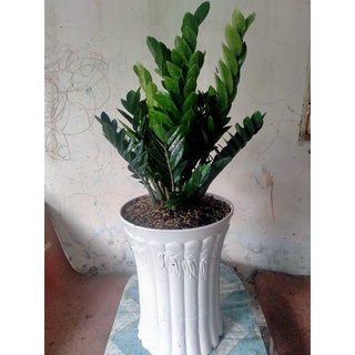 Cây kim tiền ( kim phát tài ) loại 1